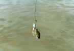 fishing_c_2.jpg (38000 oCg)