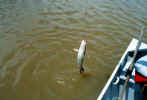 fishing_c_3.jpg (140521 oCg)