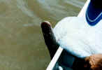 fishing_c_4.jpg (20688 oCg)